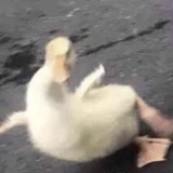 扑火的肥鹅
