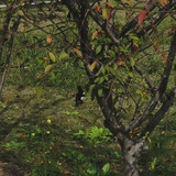 HydeW Park