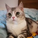 月亮船