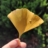 豆友骑猪上树