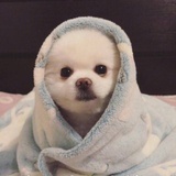 是茶茶鸭