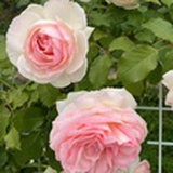 芍药