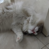 豆沙。