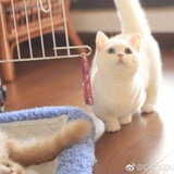 枫叶落下的地方
