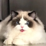 黄礼志（猫猫版