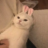 榴莲芝士挞