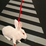小白兔圆又圆🐰