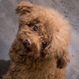 兄弟