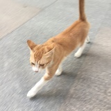 邓小姐。