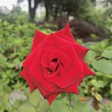 ❌🌹❌❤❌🍓❌🍒❌