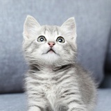猫还是狗嘞？