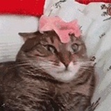 Iyokan