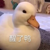 醒了鸭