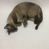 任依伦