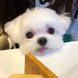风萧萧兮