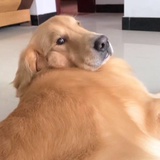 没有心的敢敢.