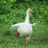 觅渡