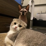 泰兰徳阿葵