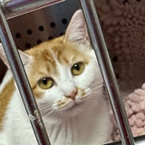 古典前锋埃托奥