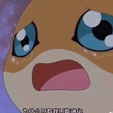 流浪小兔