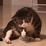 L.゜