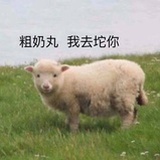 养狗读书看剧