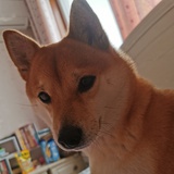 咩飞飞
