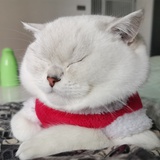 黏黏是我的喵🐱