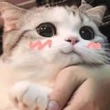 杉籽萝