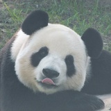 飞云