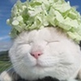 养条狗就叫豆浆