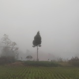 雾中的小树