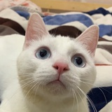 苏合裛衣响