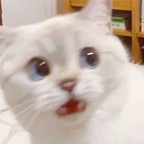东隹雨