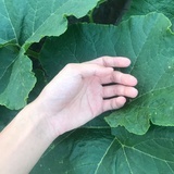 手卜星