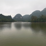 慵懒的芜菁