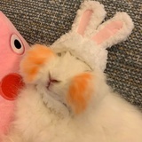 Cnscxw