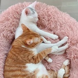 两只猫