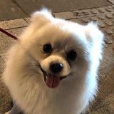 明天打台湾