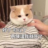 乌贼小姐。