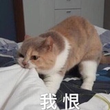 嘟嘟🍒