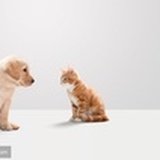 斗牛犬