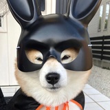 小狗弗朗克