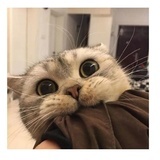 可可爱爱