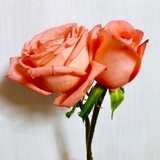 5566解散我是55
