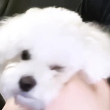 Jemappelle