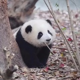 小哇墩
