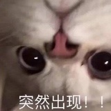 一身猫饼