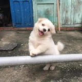 童脸狼