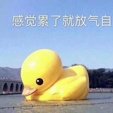 一棵芒果树